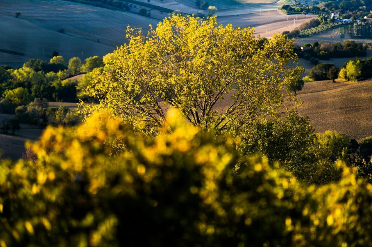 B&B Al Chicco D'Uva Morro d'Alba Luaran gambar